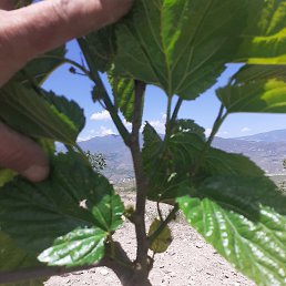 Hayk, ������, 43 ����