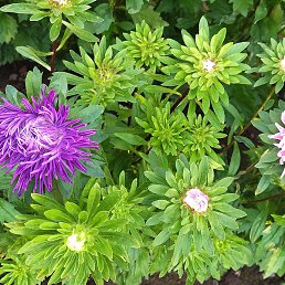 ����, ������, 42 ����