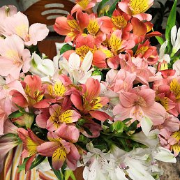 ���� �������, ���������, 47 ��� - ��������� 17 �������� 2023