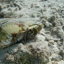  Tiger, , 72  -  28  2023   memory Hurghada