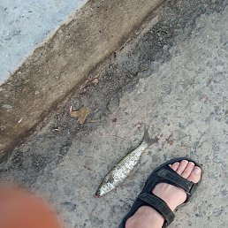 �������, ���������, 38 ���