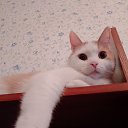 ���� ��������, ����������, 38 ��� - ��������� 31 ���� 2023