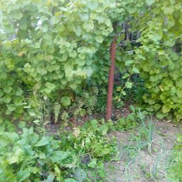 ����, ������, 37 ���