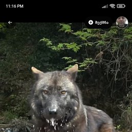 ���� Lasha, �������, 41 ��� - ��������� 26 ���� 2023