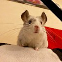 ���� Carole Meuiner, �����������, 27 ��� - ��������� 31 ������� 2023