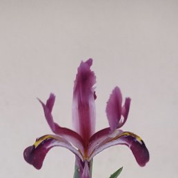 ���, �������, 50 ���