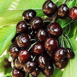 ������, �����, 51 ���