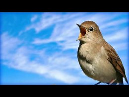    / Chill out Nightingale Singin