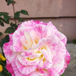 �����, �����, 37 ���