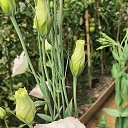 ���� �����, �������, 56 ��� - ��������� 1 �������� 2023 � ������ ���� ����������