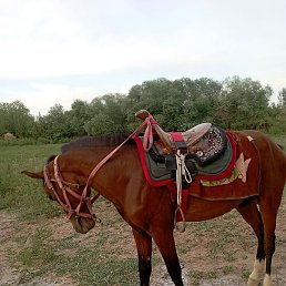 ������, �����, 37 ���