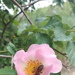 �������, ���������, 56 ���