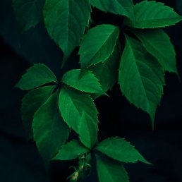 �����, �����������, 26 ���