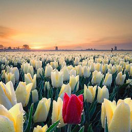 Zilol, �����������, 31 ���