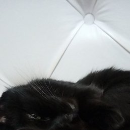 ����, �����-���������, 20 ���