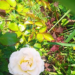 ���������, �����, 64 ����