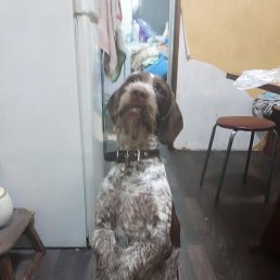 ����, ������, 38 ���