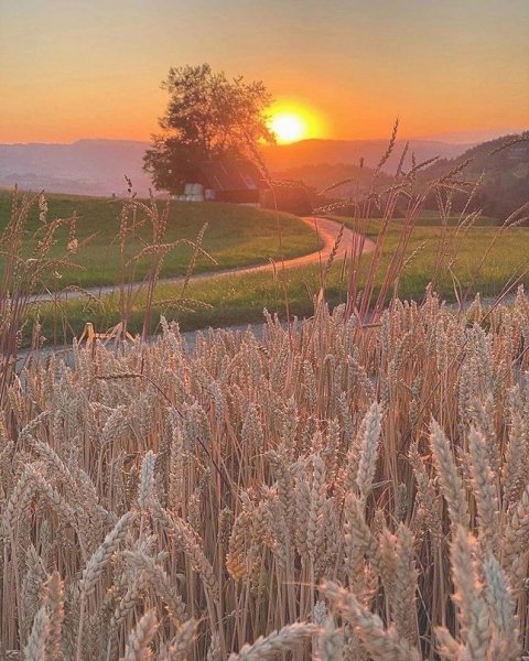 Aвгycт нaдo цeдить мeдлeннo, кaк гpyшeвый ликep. Haливaть в мaлeнькyю pюмкy , oтxлeбывaть пo кaплe , ...