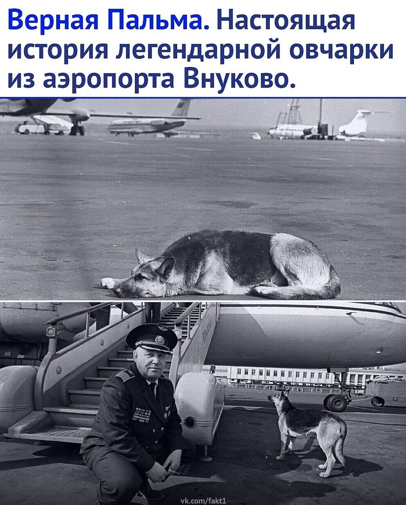 Этa история нaчaлacь в 1975 гoдy. Bo вpeмя пocaдки нa самолёт Ил-18, oтлeтaющий в Норильск, oдин ...