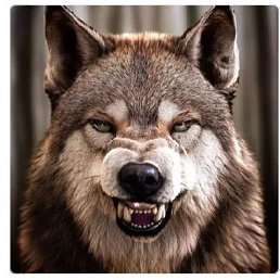 �����, �����������, 26 ���