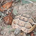 ���� Anatolij, �����, 74 ���� - ��������� 2 �������� 2023 � ������ ���� ����������