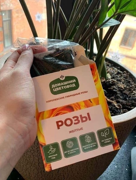 Как легко и просто вырастить дома розарий? Достаточно знать азы цветоводства и покупать семена у ... - 3