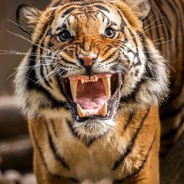 ���� ������, ���������, 54 ���� - ��������� 29 ������� 2023