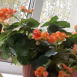 ������, ������, 43 ����