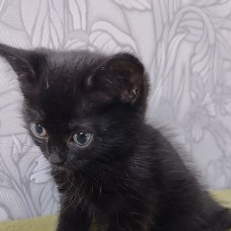 ����, ������, 42 ����