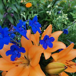 ����, �����-���������, 54 ����