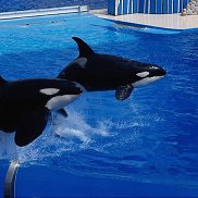 �����, 39 ���, ������