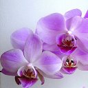 ���� ��������, ������, 25 ��� - ��������� 7 ������� 2023 � ������ ���� ����������