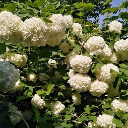 �����, �����, 54 ����