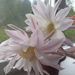 ���, �����-���������, 55 ���