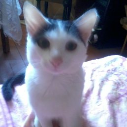 ����, �����-���������, 39 ���