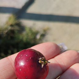 �������, ���������, 41 ���