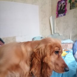 �������������7�����, ������, 38 ���