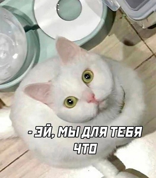 JPG - 3 ���� 2025 � 05:51