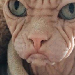 ���������, ������, 24 ����