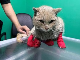 �����������