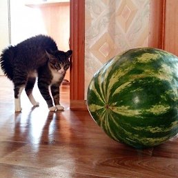 Iliander, �����-���������, 18 ���