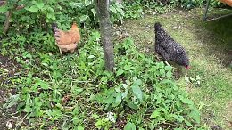 Garden Chicken Coop UK - Pets Imperial Chicken Coop - soft egg laid