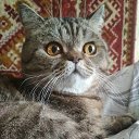 ���� ��������, ����, 64 ���� - ��������� 11 ������ 2026 � ������ ���� ����������