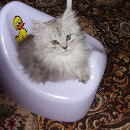 �����, ������������, 54 ����