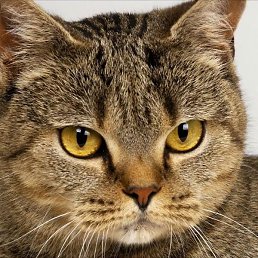 ������, ������, 25 ���