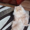 ���� ������, �������, 61 ��� - ��������� 15 ������ 2025 � ������ ������ ��������