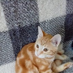 ����, ����������, 21 ���