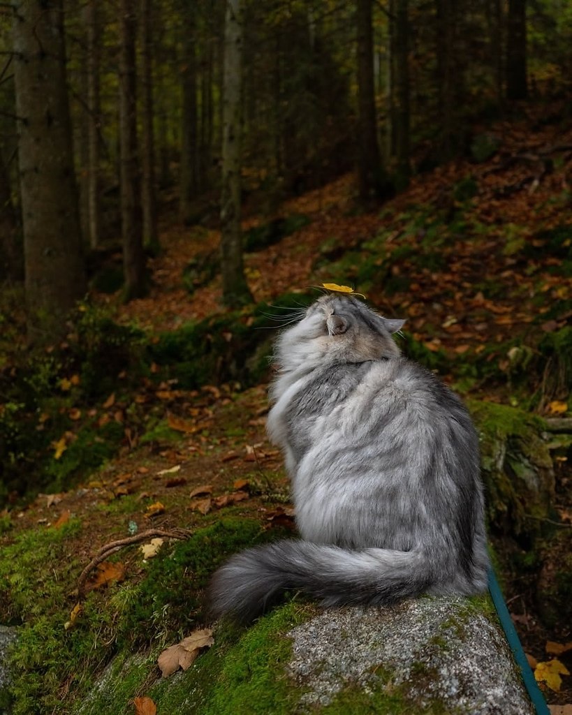 Это единственные тревел-блогеры, которых хочется смотреть хоть каждый день. Потрясающие коти - 5
