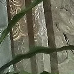 ����, �����, 54 ����