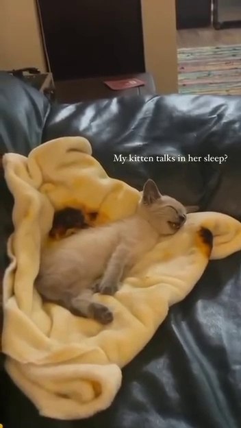 ���� ������������ - ��� �����)